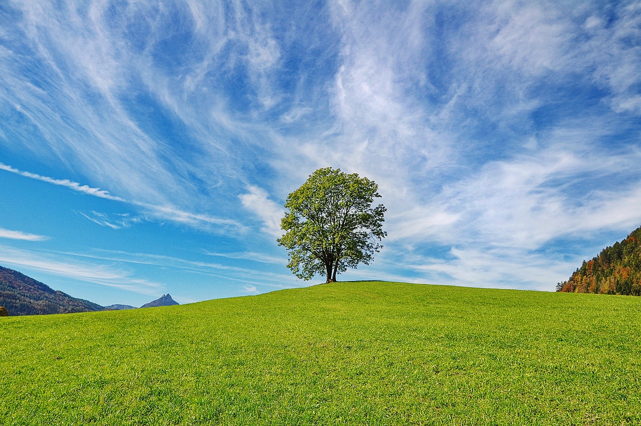 tree-2888513_1280
